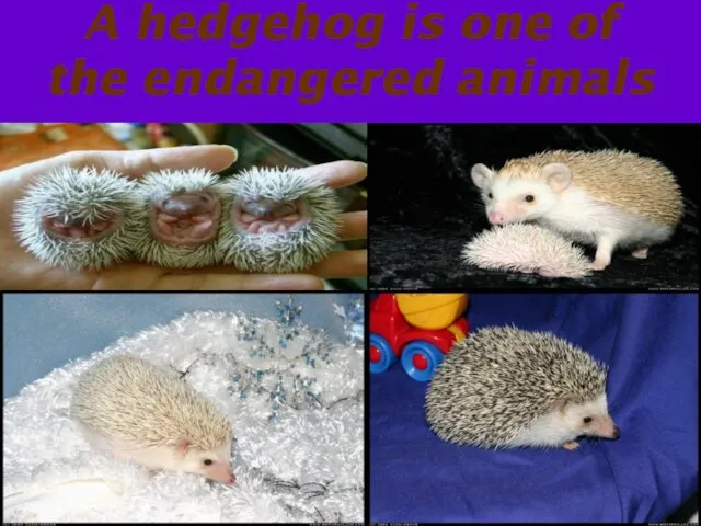 A hedgehog is one of the endangered animals