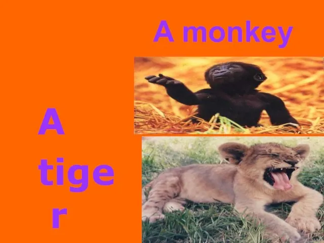 A monkey A tiger