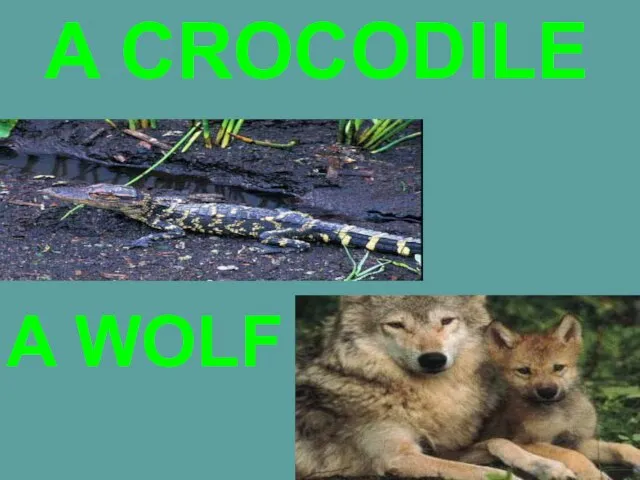 A CROCODILE A WOLF