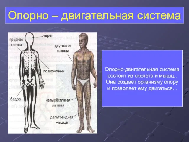 Опорно – двигательная система Опорно-двигательная система состоит из скелета и мышц.. Она