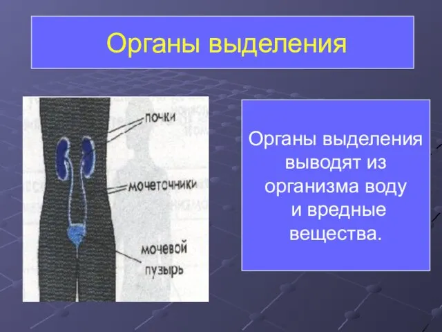 Органы выделения Органы выделения выводят из организма воду и вредные вещества.