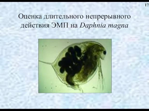 Оценка длительного непрерывного действия ЭМП на Daphnia magna 17