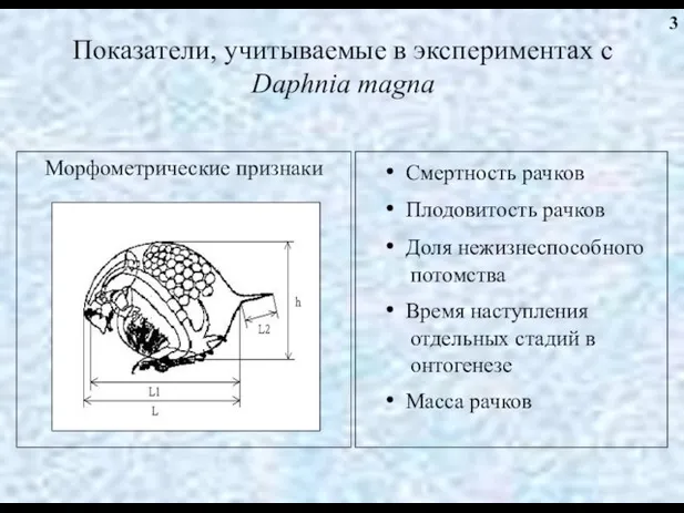 Показатели, учитываемые в экспериментах с Daphnia magna • Смертность рачков • Плодовитость