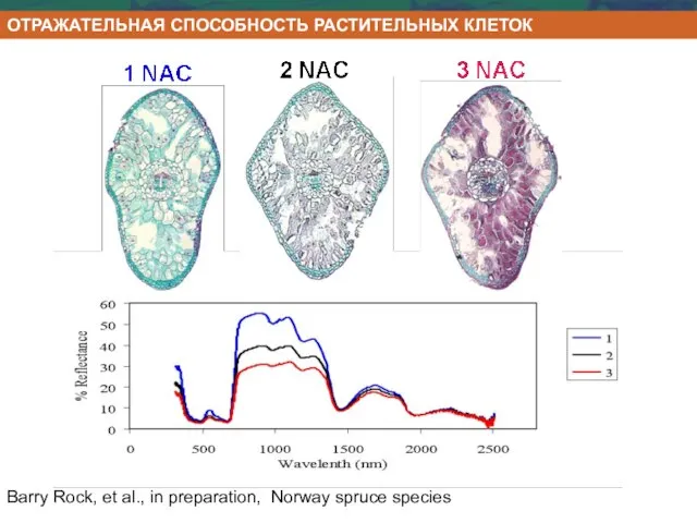 Barry Rock, et al., in preparation, Norway spruce species ОТРАЖАТЕЛЬНАЯ СПОСОБНОСТЬ РАСТИТЕЛЬНЫХ КЛЕТОК