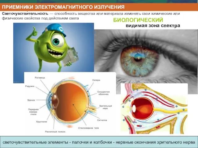 светочувствительные элементы - палочки и колбочки - нервные окончания зрительного нерва БИОЛОГИЧЕСКИЙ