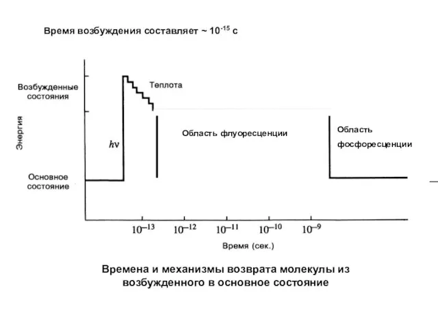 Времена и механизмы возврата молекулы из возбужденного в основное состояние