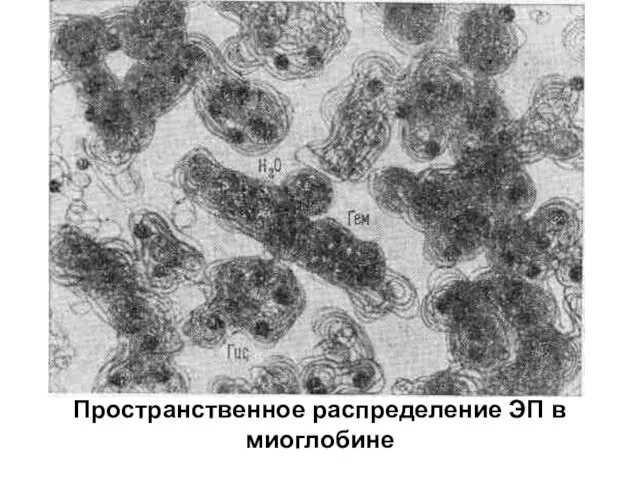 Пространственное распределение ЭП в миоглобине