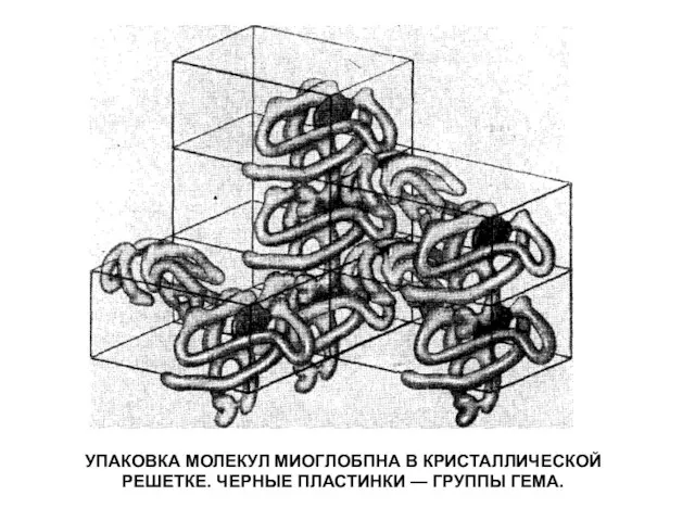 УПАКОВКА МОЛЕКУЛ МИОГЛОБПНА В КРИСТАЛЛИЧЕСКОЙ РЕШЕТКЕ. ЧЕРНЫЕ ПЛАСТИНКИ — ГРУППЫ ГЕМА.