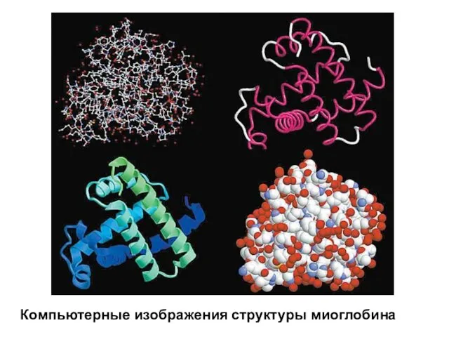Компьютерные изображения структуры миоглобина