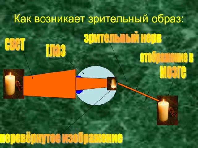 Как возникает зрительный образ: свет перевёрнутое изображение глаз зрительный нерв отображение в мозге