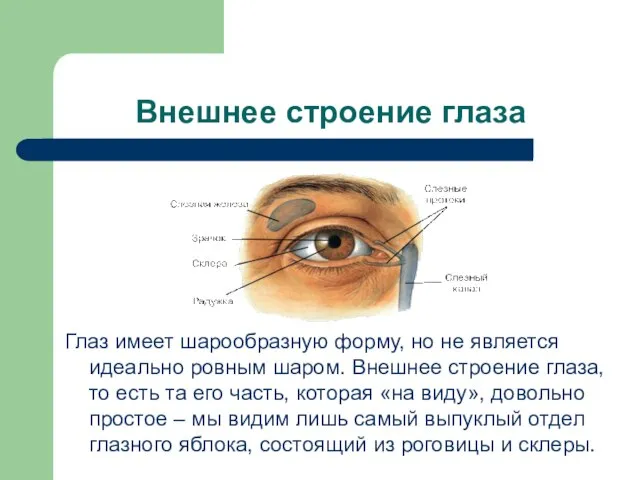 Внешнее строение глаза Глаз имеет шарообразную форму, но не является идеально ровным