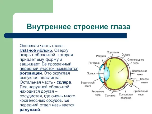 Внутреннее строение глаза Основная часть глаза – глазное яблоко. Сверху покрыт оболочкой,