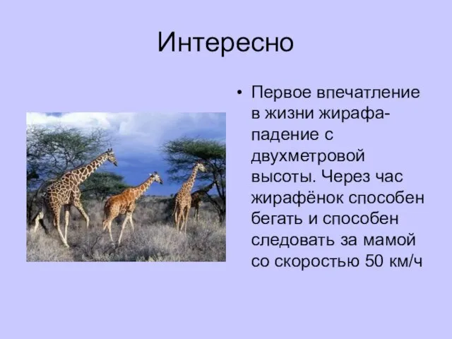 Интересно Первое впечатление в жизни жирафа- падение с двухметровой высоты. Через час