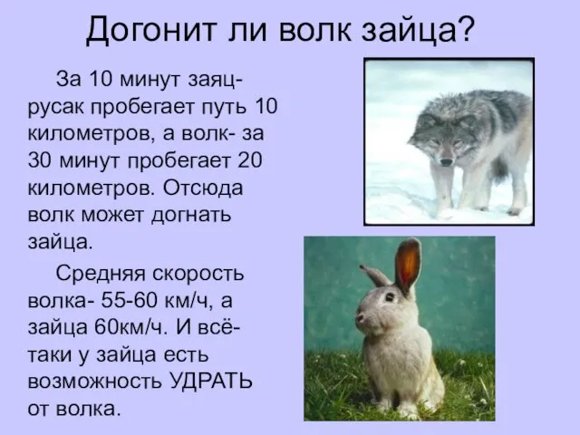 Догонит ли волк зайца? За 10 минут заяц-русак пробегает путь 10 километров,