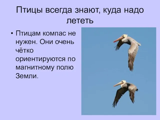 Птицы всегда знают, куда надо лететь Птицам компас не нужен. Они очень