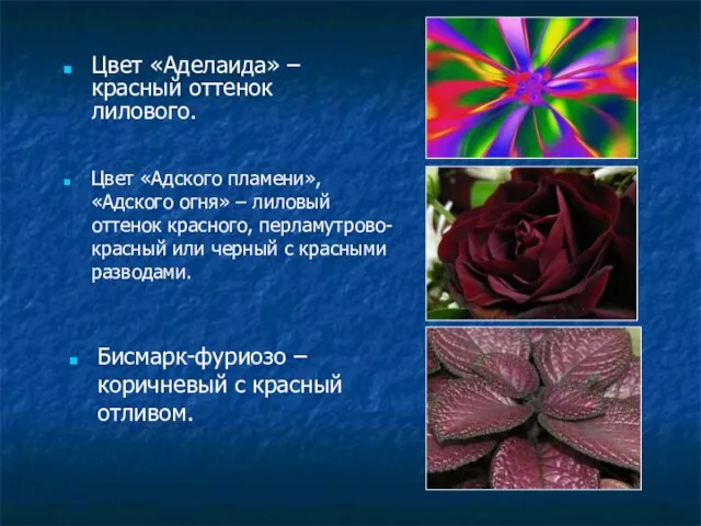 Цвет «Адского пламени», «Адского огня» – лиловый оттенок красного, перламутрово-красный или черный