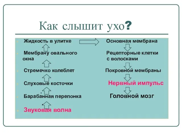 Как слышит ухо? Жидкость в улитке Основная мембрана Мембрану овального Рецепторные клетки