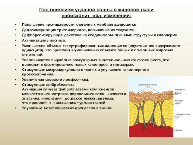 Под влиянием ударной волны в жировой ткани происходит ряд изменений: Повышение проницаемости