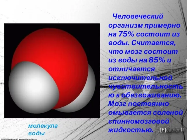 Человеческий организм примерно на 75% состоит из воды. Считается, что мозг состоит