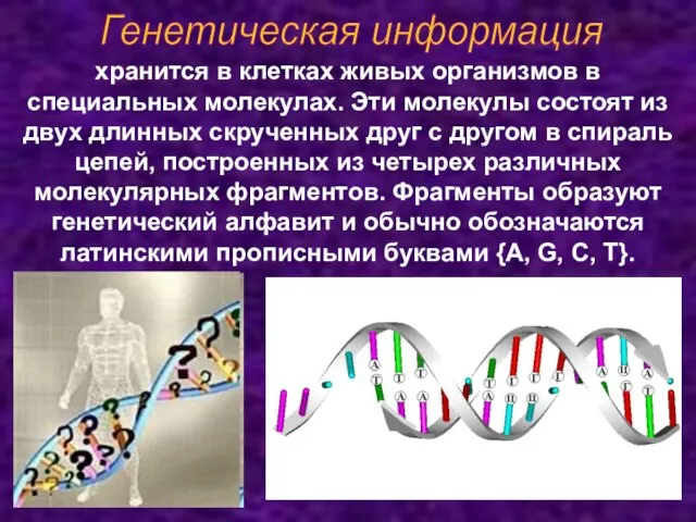 Генетическая информация хранится в клетках живых организмов в специальных молекулах. Эти молекулы