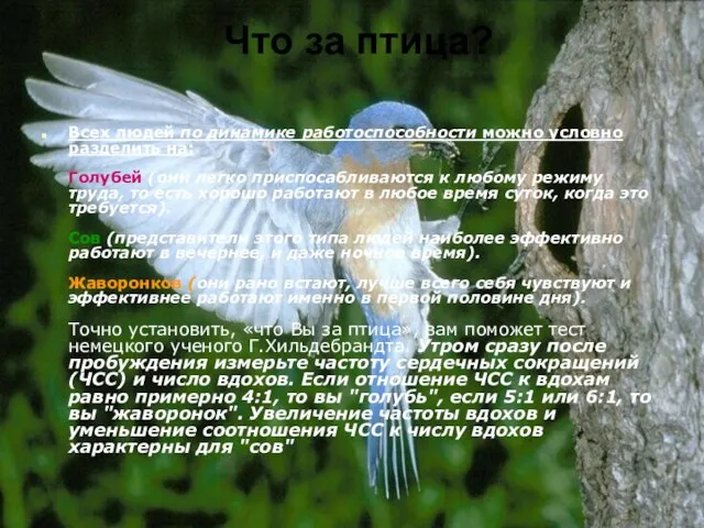 Что за птица? Всех людей по динамике работоспособности можно условно разделить на: