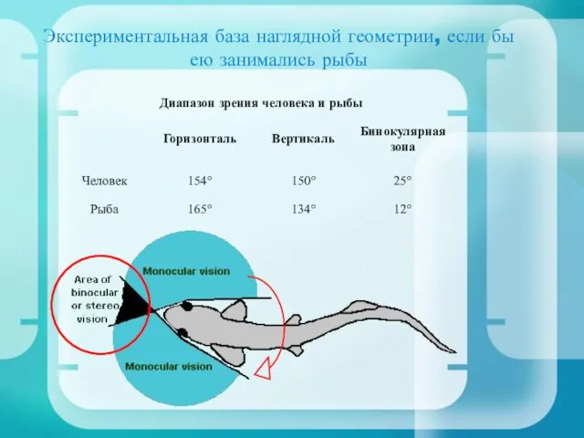 Экспериментальная база наглядной геометрии, если бы ею занимались рыбы