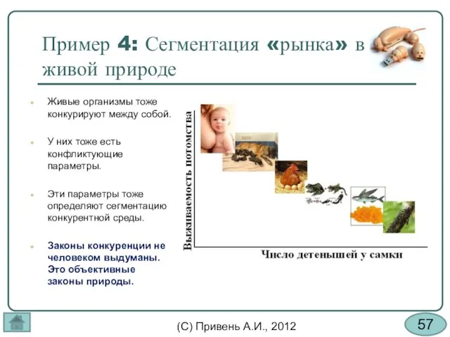 Пример 4: Сегментация «рынка» в живой природе Живые организмы тоже конкурируют между