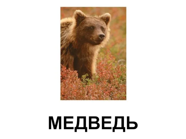 МЕДВЕДЬ