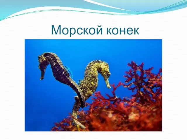 Морской конек