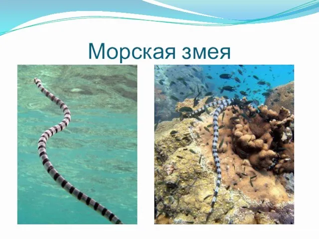 Морская змея