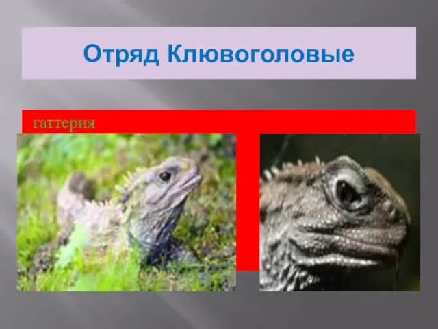 Отряд Клювоголовые гаттерия