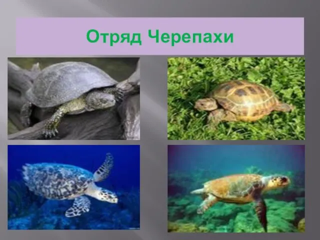 Отряд Черепахи