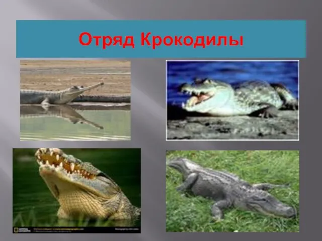 Отряд Крокодилы