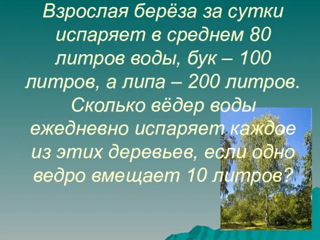 Взрослая берёза за сутки испаряет в среднем 80 литров воды, бук –