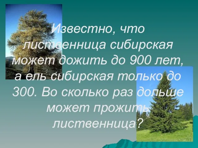 Известно, что лиственница сибирская может дожить до 900 лет, а ель сибирская