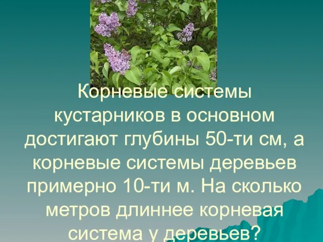 Корневые системы кустарников в основном достигают глубины 50-ти см, а корневые системы