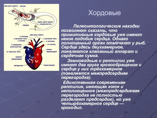 Хордовые Палеонтологические находки позволяют сказать, что примитивные хордовые уже имеют некое подобие