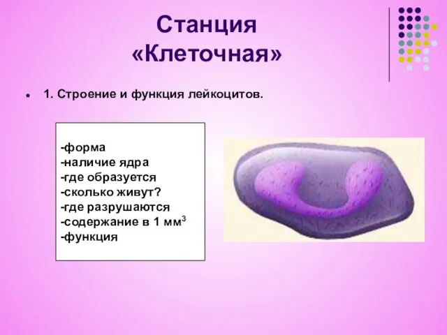 Станция «Клеточная» 1. Строение и функция лейкоцитов. -форма -наличие ядра -где образуется