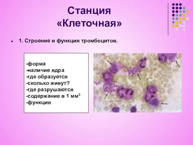 Станция «Клеточная» 1. Строение и функция тромбоцитов. -форма -наличие ядра -где образуется