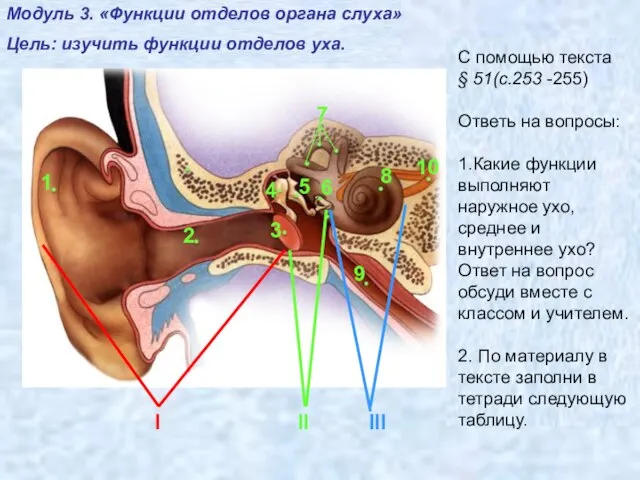 Модуль 2. «Строение уха» Цель: изучить строение уха. I II III C