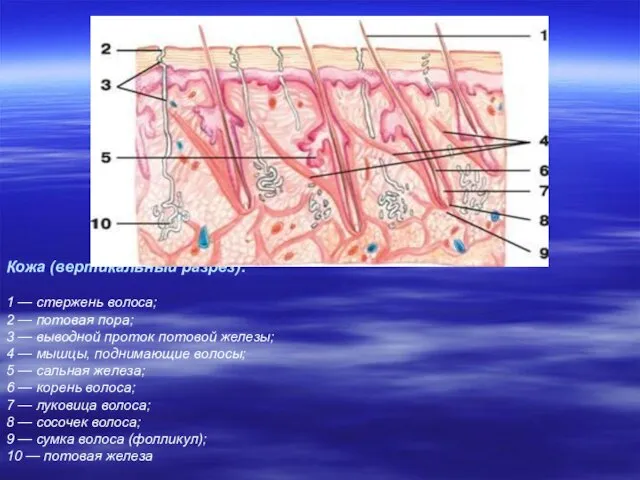 Кожа (вертикальный разрез): 1 — стержень волоса; 2 — потовая пора; 3