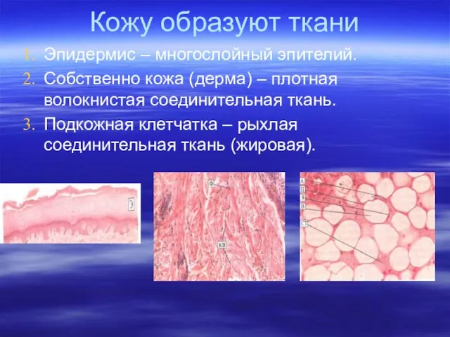 Кожу образуют ткани Эпидермис – многослойный эпителий. Собственно кожа (дерма) – плотная