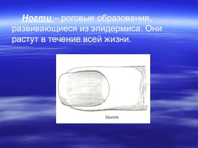 Ногти – роговые образования, развивающиеся из эпидермиса. Они растут в течение всей жизни.