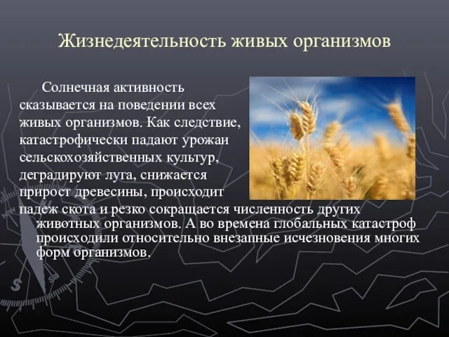 Жизнедеятельность живых организмов Солнечная активность сказывается на поведении всех живых организмов. Как