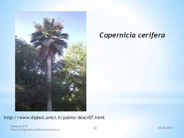 23.04.2011 Нижник Я.П. http://norgchem.professorjournal.ru Copernicia cerifera http://www.dipbot.unict.it/palms/descr07.html