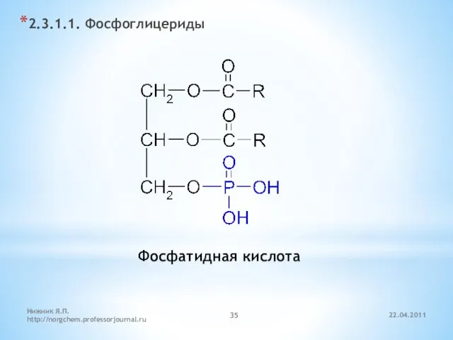 22.04.2011 Нижник Я.П. http://norgchem.professorjournal.ru 2.3.1.1. Фосфоглицериды Фосфатидная кислота