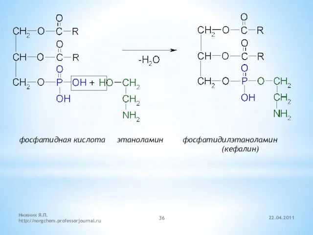 22.04.2011 Нижник Я.П. http://norgchem.professorjournal.ru фосфатидная кислота этаноламин фосфатидилэтаноламин (кефалин)