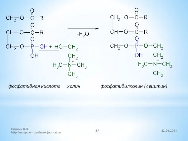 22.04.2011 Нижник Я.П. http://norgchem.professorjournal.ru фосфатидная кислота холин фосфатидилхолин (лецитин)