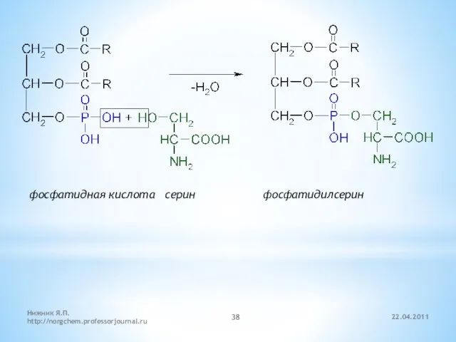 22.04.2011 Нижник Я.П. http://norgchem.professorjournal.ru фосфатидная кислота серин фосфатидилсерин