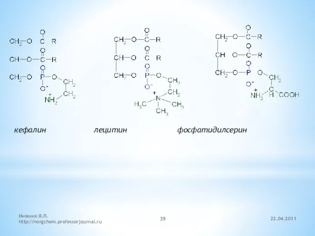 22.04.2011 Нижник Я.П. http://norgchem.professorjournal.ru кефалин лецитин фосфатидилсерин